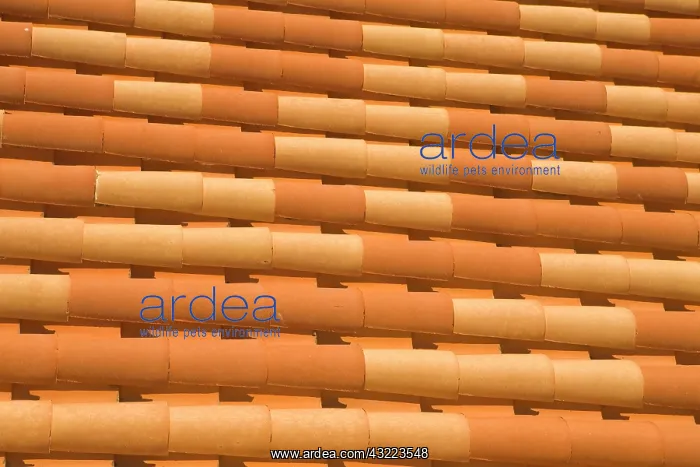 : Croatia, Dalmatia, Dubrovnik. Red terracotta : Croatia, Dalmatia, Dubrovnik. Red terracotta