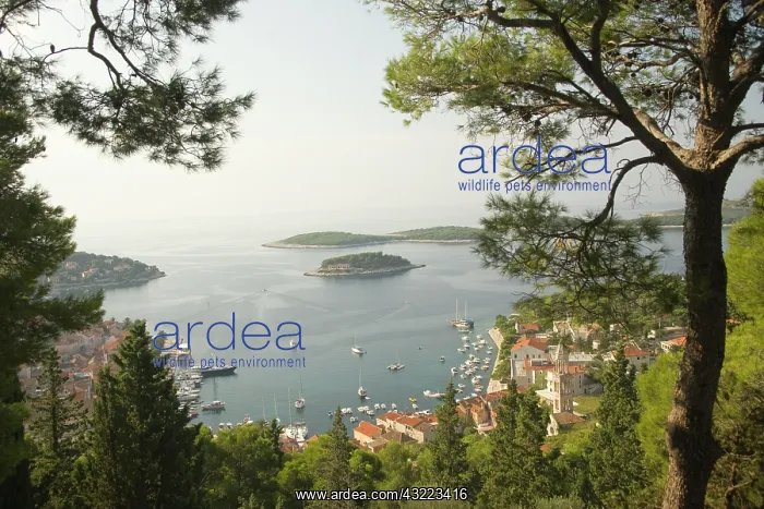  : Croatia, Dalmatia, Hvar Island, Hvar town
