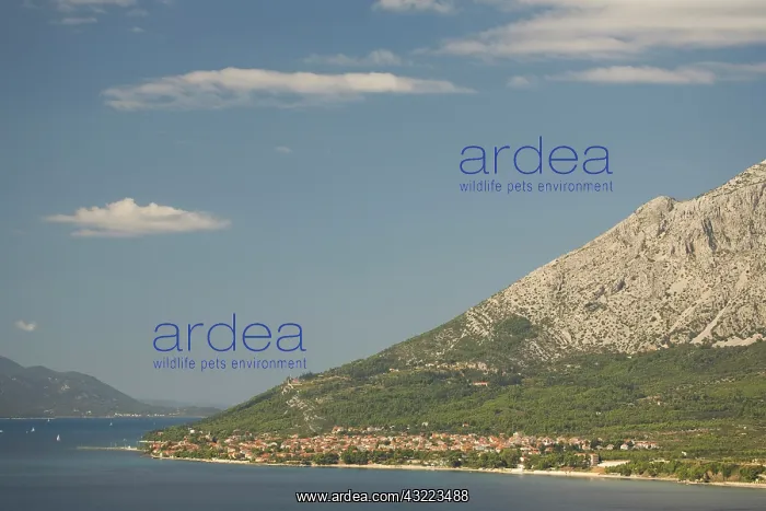 : Croatia, Dalmatia, Lush fields and town : Croatia, Dalmatia, Lush fields and town