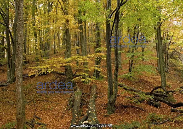 : Croatia - Plitvice National Park : Croatia - Plitvice National Park