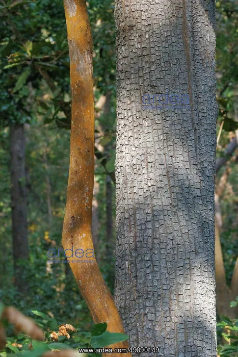 : Crocodile bark tree : Crocodile bark tree