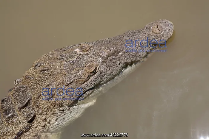 : Crocodile, Black River Town, Jamaica South : Crocodile, Black River Town, Jamaica South