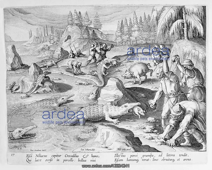 : CROCODILE CATCHING - PRINT : CROCODILE CATCHING - PRINT