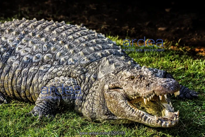 : Crocodile (Crocodylia), Cango Wildlife Ranch, Oudtshoorn : Crocodile (Crocodylia), Cango Wildlife Ranch, Oudtshoorn