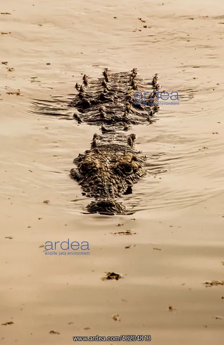 : Crocodile (Crocodylia), Mlilwane Wildlife Sanctuary : Crocodile (Crocodylia), Mlilwane Wildlife Sanctuary