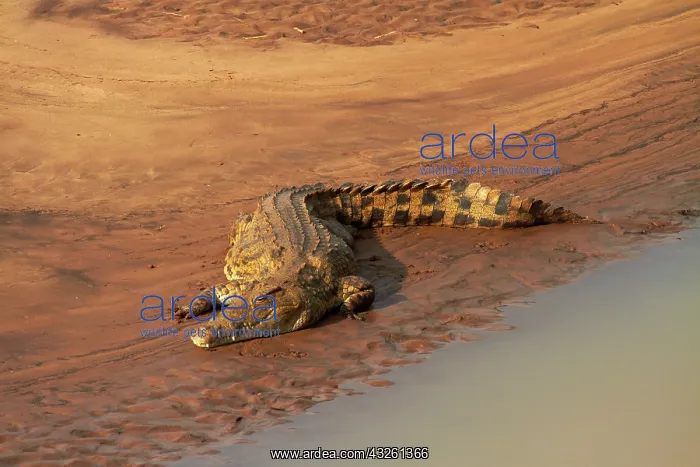 : Crocodile (Crocodylus niloticus), Letaba : Crocodile (Crocodylus niloticus), Letaba