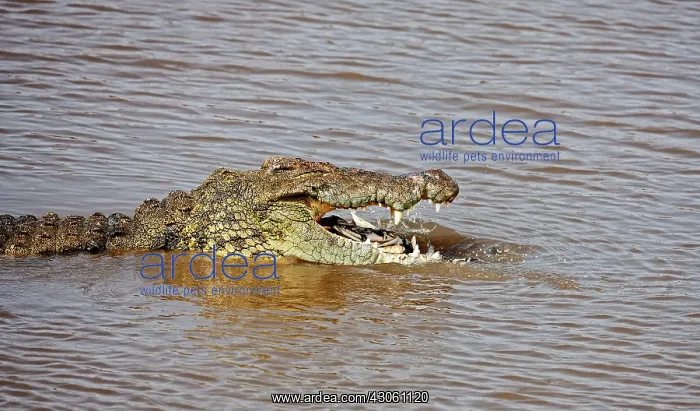 : Crocodile (Crocodylus Niloticus) as seen : Crocodile (Crocodylus Niloticus) as seen