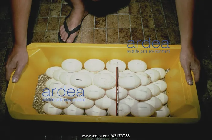 : Crocodile Egg Incubation : Crocodile Egg Incubation