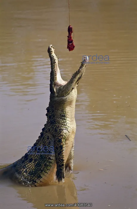 : Crocodile Feeding : Crocodile Feeding