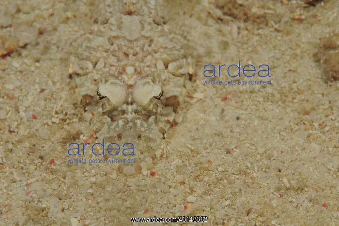 : Crocodile Fish : Crocodile Fish