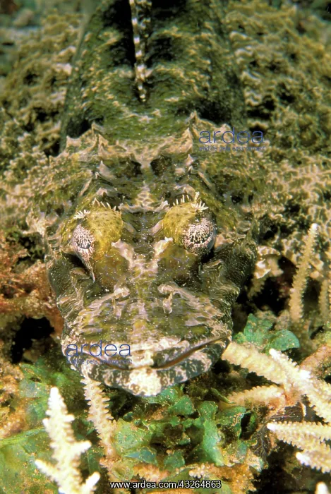 : Crocodile fish, or cymbacephalus beauforti : Crocodile fish, or cymbacephalus beauforti