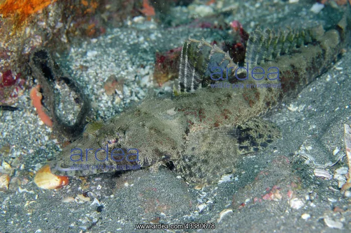 : Crocodile Flathead : Crocodile Flathead