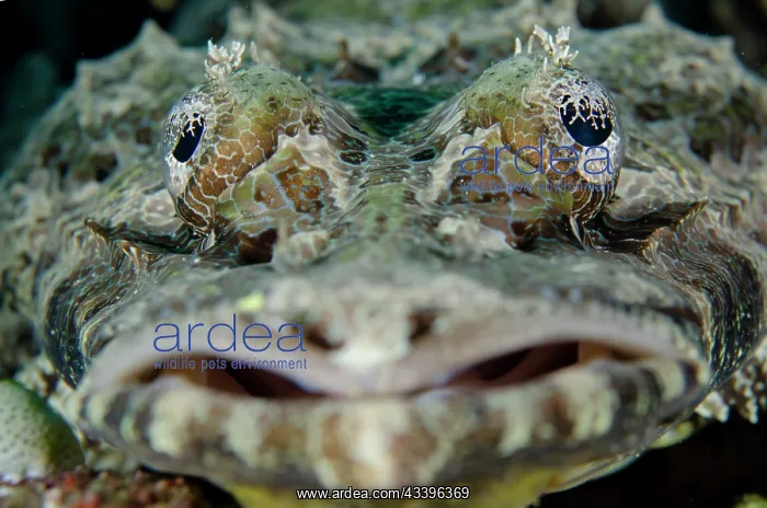 : Crocodile Flathead : Crocodile Flathead