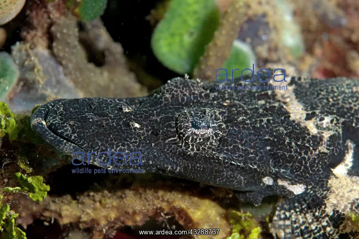 : Crocodile Flathead - in black phase : Crocodile Flathead - in black phase