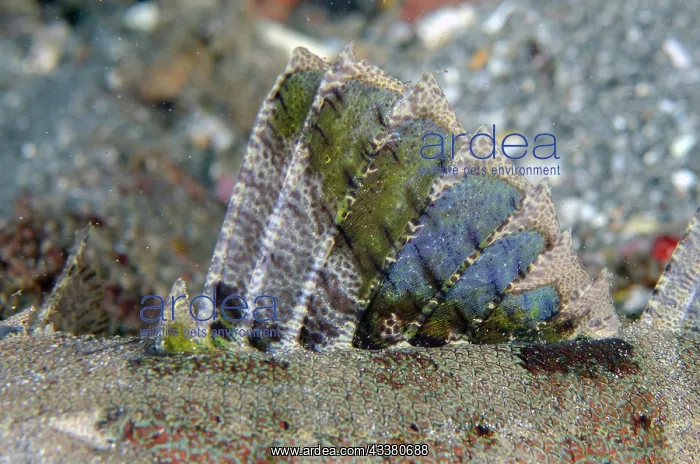 : Crocodile Flathead dorsal fin : Crocodile Flathead dorsal fin