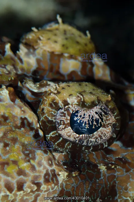 : Crocodile Flathead eye close-up Sebayor Point dive : Crocodile Flathead eye close-up Sebayor Point dive