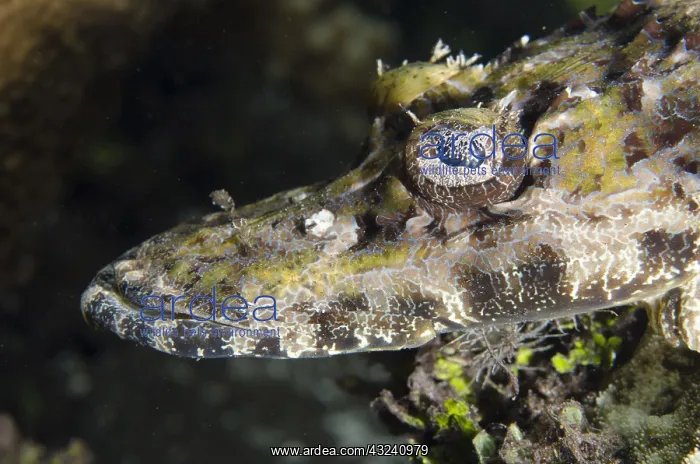: Crocodile Flathead - Mangrove Ridge dive site : Crocodile Flathead - Mangrove Ridge dive site