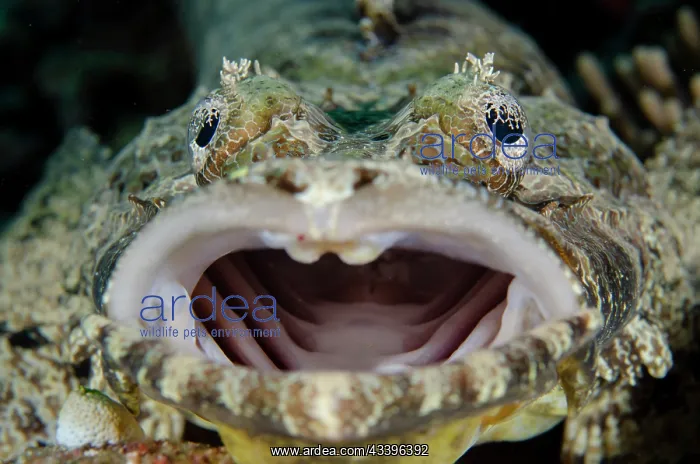 : Crocodile Flathead yawning : Crocodile Flathead yawning