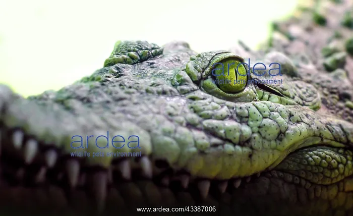 : Crocodile head with toothy mouth and yellow eye : Crocodile head with toothy mouth and yellow eye