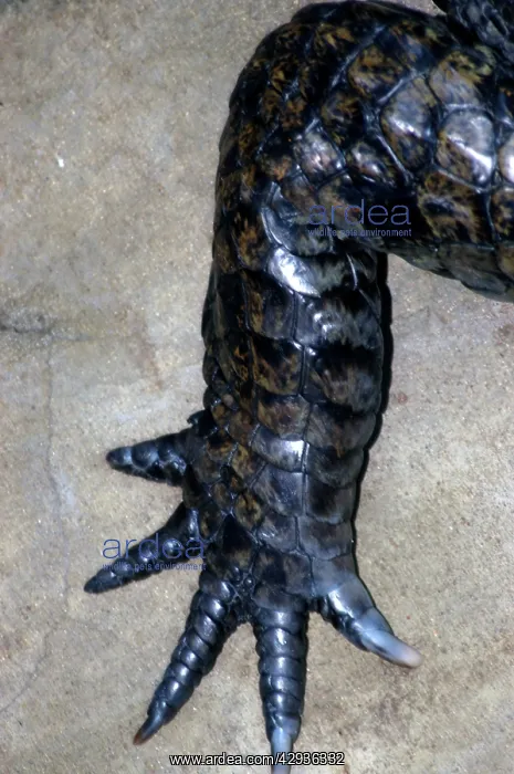 : Crocodile hind foot : Crocodile hind foot