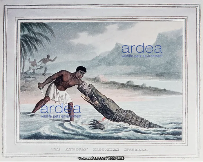 : CROCODILE HUNTERS 19TH CENTURY HISTORICAL PRINT : CROCODILE HUNTERS 19TH CENTURY HISTORICAL PRINT