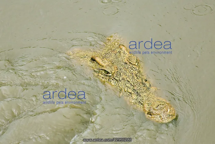 : Crocodile - Just appearing from water : Crocodile - Just appearing from water