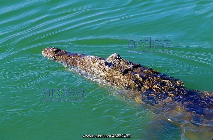 : Crocodile at Lago Enriquillo, Barahona : Crocodile at Lago Enriquillo, Barahona
