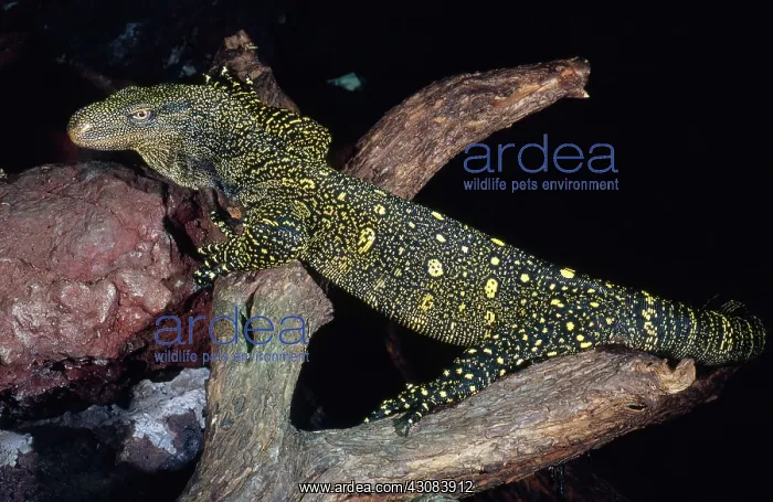 : Crocodile Monitor : Crocodile Monitor