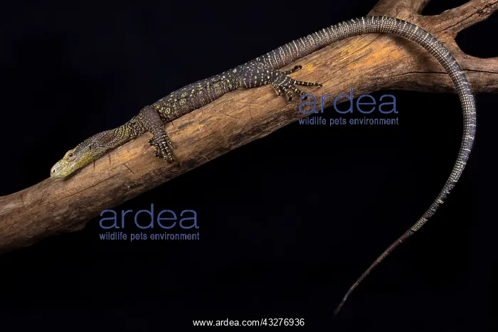 : The Crocodile monitor (Varanus salvadorii) is the : The Crocodile monitor (Varanus salvadorii) is the