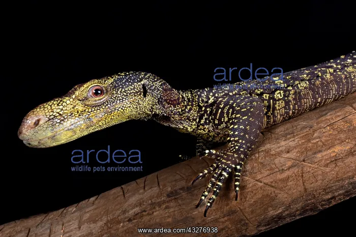 : Crocodile monitor (Varanus salvadorii) : Crocodile monitor (Varanus salvadorii)