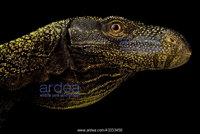 : Crocodile monitor (Varanus salvadorii), on black background : Crocodile monitor (Varanus salvadorii), on black background