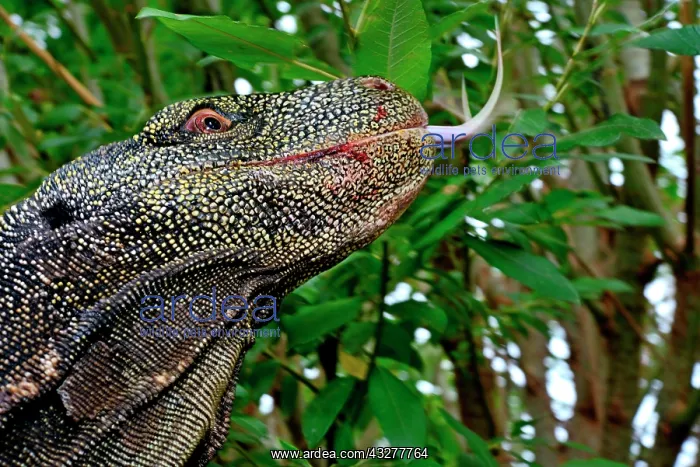 : Crocodile monitor (Varanus salvadorii), head with : Crocodile monitor (Varanus salvadorii), head with