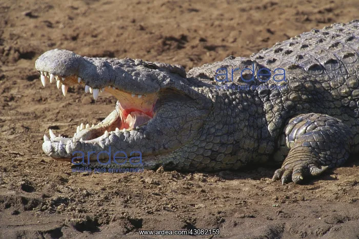 : Crocodile with mouth open : Crocodile with mouth open