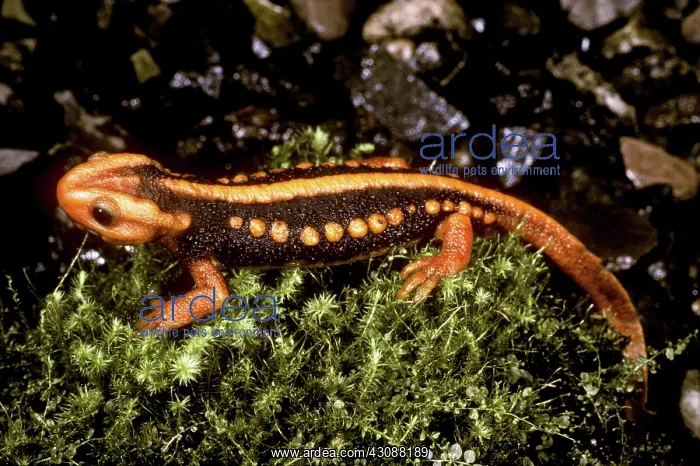 : Crocodile Newt : Crocodile Newt
