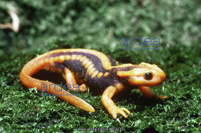 : Crocodile Newt (Tylototriton verrucosus) : Crocodile Newt (Tylototriton verrucosus)