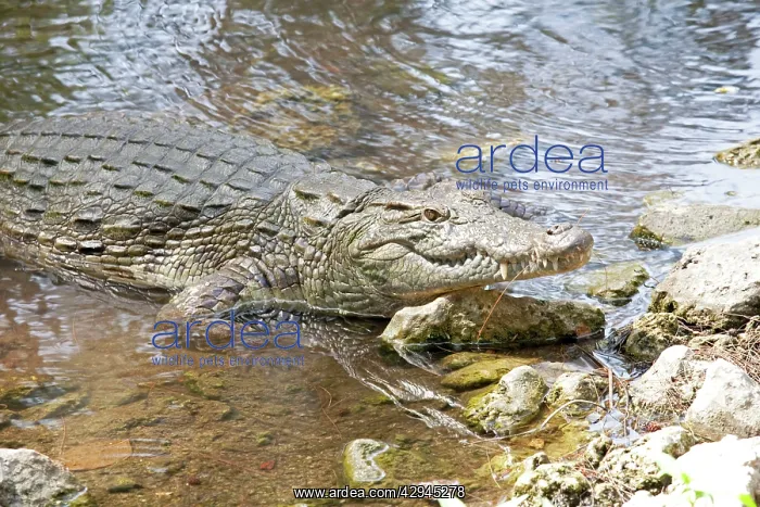 : Crocodile in pool : Crocodile in pool