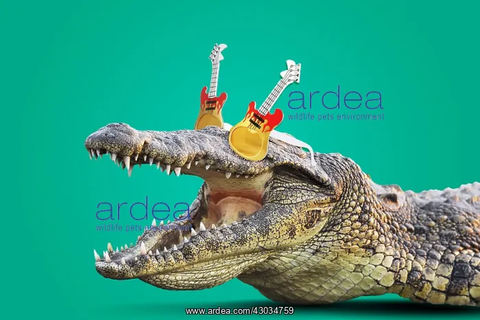 : Crocodile, Rockodile wearing guitar shaped sun : Crocodile, Rockodile wearing guitar shaped sun