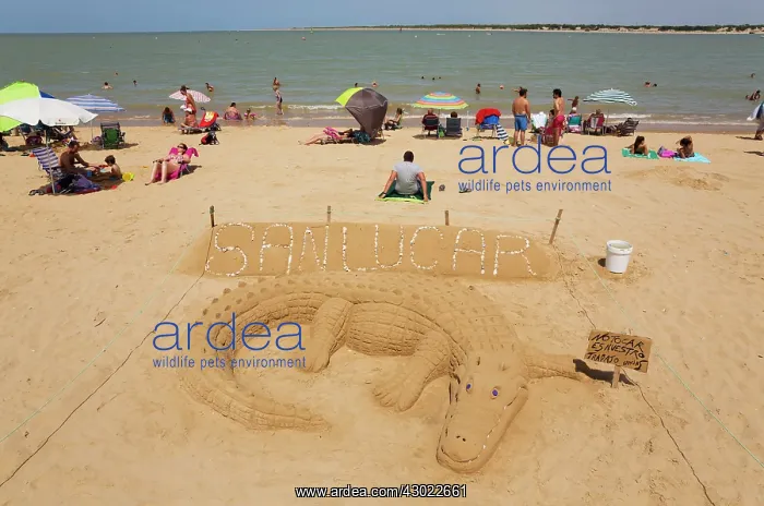 : Crocodile Sand Sculpture : Crocodile Sand Sculpture
