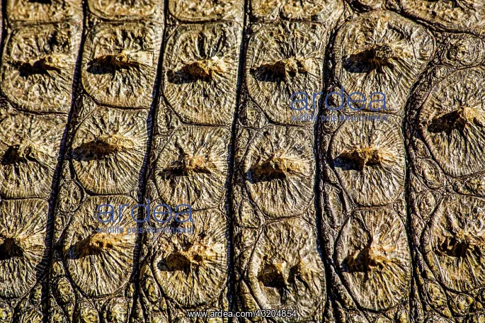 : Crocodile skin, Oudtshoorn, South Africa, Africa : Crocodile skin, Oudtshoorn, South Africa, Africa