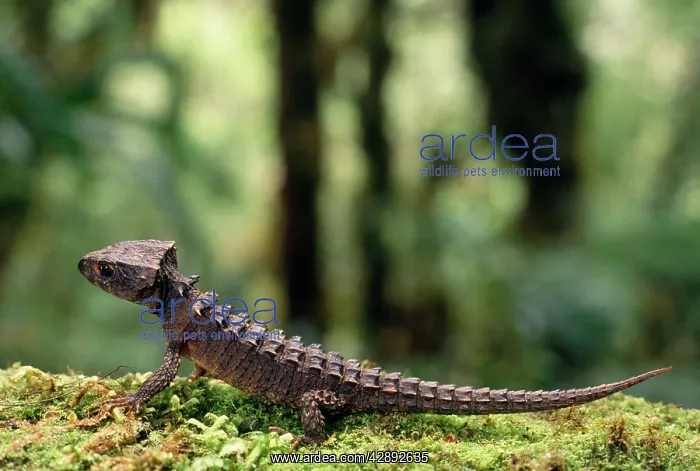 : CROCODILE SKINK : CROCODILE SKINK