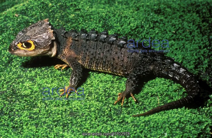 : Crocodile Skink : Crocodile Skink