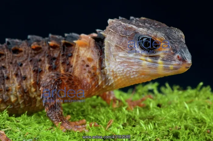 : Crocodile skink (Tribolonotus novaeguieae), Papua : Crocodile skink (Tribolonotus novaeguieae), Papua