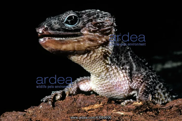 : Crocodile Skink (Tribolonotus ponceleti) : Crocodile Skink (Tribolonotus ponceleti)