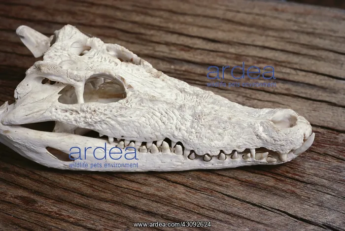 : Crocodile skull : Crocodile skull