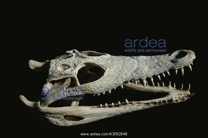 : Crocodile skull : Crocodile skull
