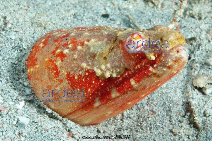 : Crocodile snake eel (Brachysomophis cirrocheilos) : Crocodile snake eel (Brachysomophis cirrocheilos)