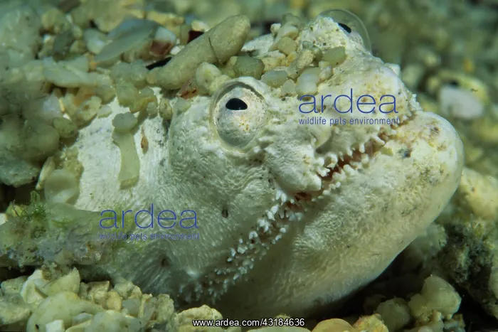 : Crocodile snake eel (Brachysomophis crocodilinus) : Crocodile snake eel (Brachysomophis crocodilinus)