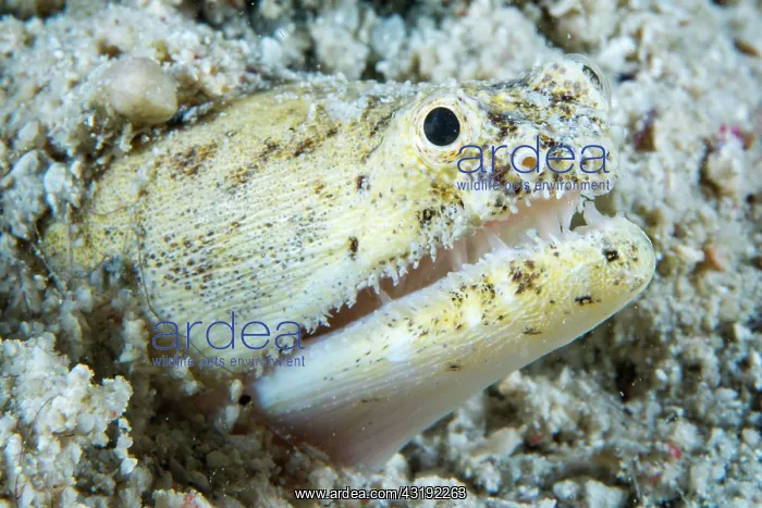 : Crocodile snake eel (Brachysomophis crocodilinus) : Crocodile snake eel (Brachysomophis crocodilinus)