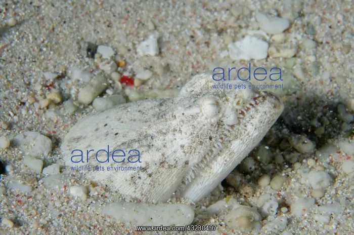 : Crocodile Snake Eel buried in sand - Sampiri : Crocodile Snake Eel buried in sand - Sampiri