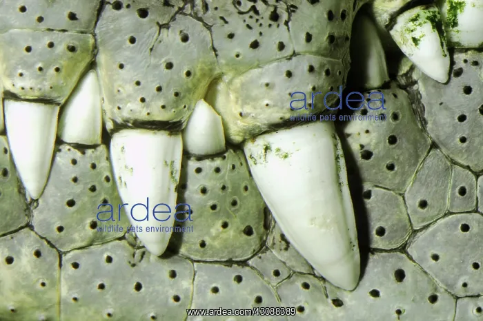 : Crocodile Teeth : Crocodile Teeth